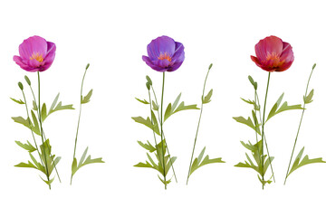 plant and flower transparent background