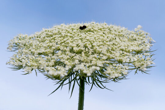 Wilde M&ouml;hre im Garten