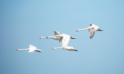 Flying swans in the blue sky. Waterfowl at the nesting site. A flock of swans walks on a blue lake.