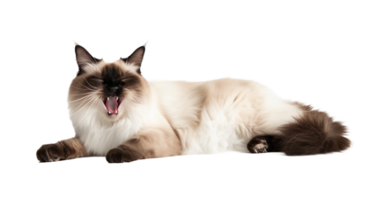 Full body shot of Birman Cat cat yawning. Transparent, white background, isolated.