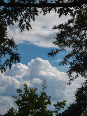 Schöner Himmel am Abend, durch Baumkrone nach oben