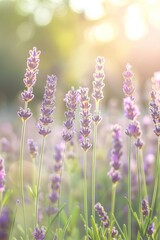 Fototapeta premium Lavender blooms swaying in a field, with a softly blurred background of a sunlit meadow.