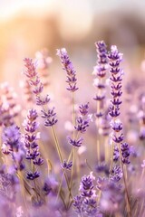 Naklejka premium Lavender blooms swaying in a field, with a softly blurred background of a sunlit meadow.