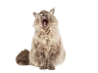 Full body shot of British Longhair Cat cat yawning. Transparent, white background, isolated.