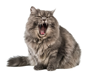 Full body shot of British Longhair Cat cat yawning. Transparent, white background, isolated.