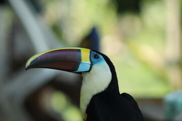 tucano na floresta amazônica 