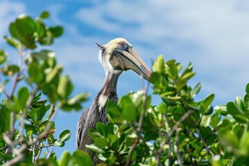 Obraz premium Close-Up of Pelican in Nature