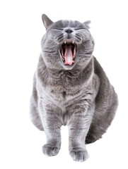 Fototapeta premium Full body shot of British Shorthair Cat cat yawning. Transparent, white background, isolated.