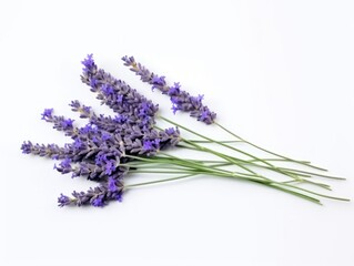 Fresh Lavender Bouquet on White Background