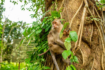 Monkeys in nature in the jungle of Thailand. A flock of monkeys in the trees. Wildlife scene with wild animals.