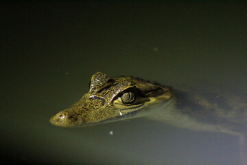 jacaré flagrado em focagem noturna em passeio de selva no Amazonas 