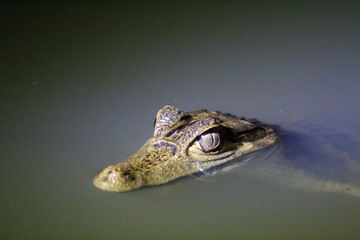 jacaré flagrado em focagem noturna em passeio de selva no Amazonas 
