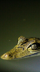 jacaré flagrado em focagem noturna em passeio de selva no Amazonas 