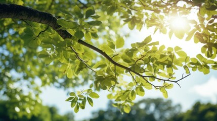 Fototapeta premium Bright Sunny Skies Trees from Beech Tree Branch