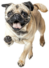 Obraz premium Adorable Happy Pug Running with Joyful Expression and Excitement on Transparent Background - Perfect for Pet and Animal Enthusiast Projects