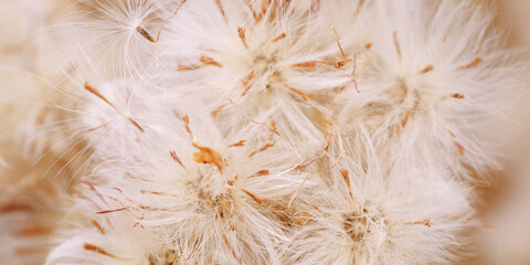 Monochrome nature banner as patterns of fluffy seeds of wildflowers, natural texture background, Close-up dry grass beige brown gradient color, macro photo, natural botanical background, neutral toned