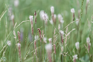 Plantago flowers growing on meadow, summer nature scenery with pink blossoming plantain close up, green pink blurred botanical background, soft focus, medical plants in flowering season, outside