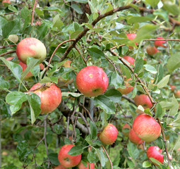 red apples on a tree, Solely Orchards, New hope, Pennsylvania, USA