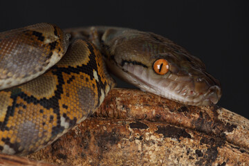 Portrait of a Reticulated Python on a tree trunk
