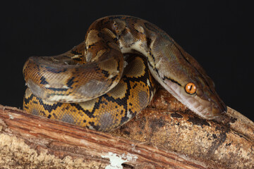 Portrait of a Reticulated Python on a tree trunk
