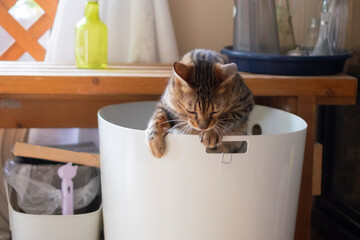 トイレをするベンガル猫