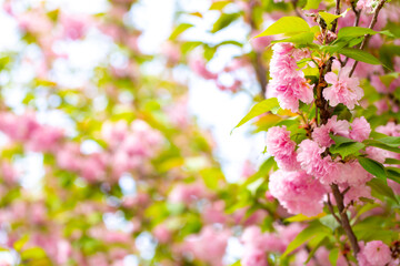 Sakura. Cherry blossom, branches with flowers sway in the wind. Pink flowers of the sakura tree. Spring landscape with flowering trees. Beautiful nature on a sunny day.
