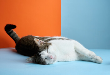 A content cat stretches out on a blue surface, with an orange background providing a warm contrast. The relaxed feline embodies tranquility and comfort