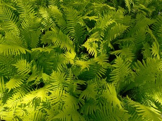 background fern leaves, green wallpaper texture summer colorful, ecology plants