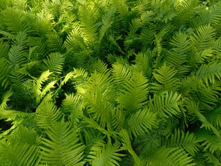 background fern leaves, green wallpaper texture summer colorful, ecology plants