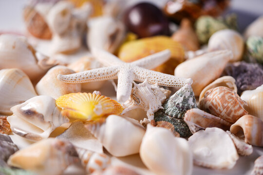 Sea shells
