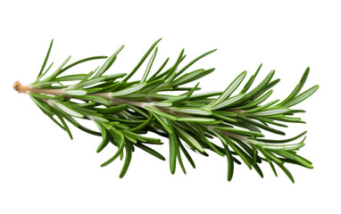 Fototapeta premium Fresh organic rosemary isolated on transparent background