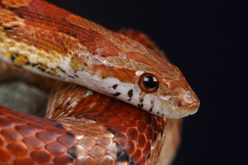 Fototapeta premium Portrait of a Corn Snake against a black background 