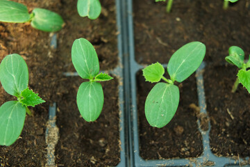 Young cucumber seedlings growing in plastic pots, containers. Gardening concept. Seedling ready to be planted in ground from garden tray. Young sprouts. Growing from seeds. Healthy food production.