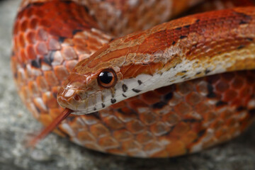 Portrait of a Corn Snake showing its forked tongue
