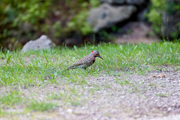 The northern flicker (Colaptes auratus) collect food in the meadow