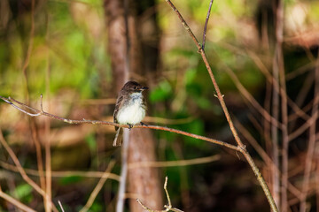 Eastern Phoebe (Sayornis phoebe) in metropark in Ohio