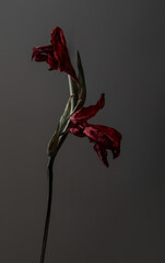 dried withered gladioli on a gray background