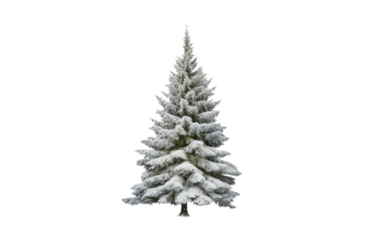 Traditional Christmas tree isolated on transparent background