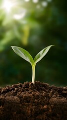 plant growing from soil