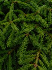 background leaves with drops of water pine needles spruce tree decorative macro photo, green wallpaper texture summer colorful