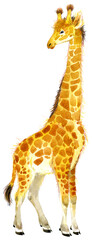 Obraz premium Watercolor Giraffe illustration isolated on white. African safary animals