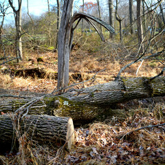 Delaware and Raritan canal state park trail tree branches against blue sky, kingston, princeton, New Jersey, USA