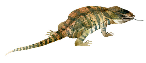 varanus lizard watercolor illustration. African wild animal series