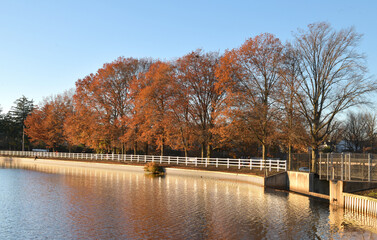 autumn trees in the park, roosevelt park, edison, New Jersey, USA