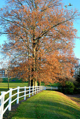 autumn trees in the park, roosevelt park, edison, New Jersey, USA