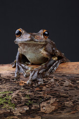 Portrait of a Giant Gladiator Treefrog on a branch
