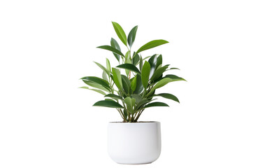 Small Indoor Plant Pot Isolated on Transparent Background