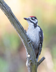 Great spotted woodpecker, Dendrocopos major. A close-up of a bird sitting on a branch