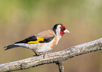 European goldfinch, Carduelis carduelis. A bird sitting on a branch on a beautiful flat background