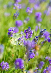 Butterflies on spring lavender flowers under sunlight. Beautiful landscape of nature with a panoramic view. Hi spring. long banner